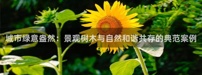 天顺娱乐舞厅怎么样啊：城市绿意盎然：景观树木与自然和谐共存的典范案例