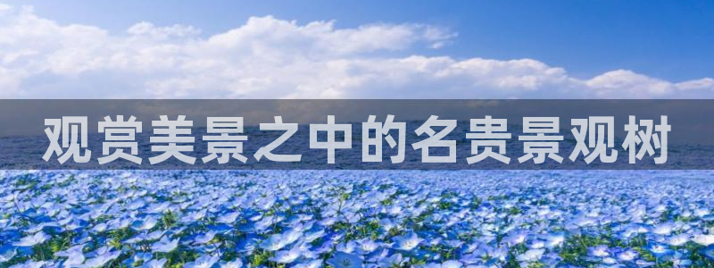天顺娱乐媚彻70648：观赏美景之中的名贵景观树