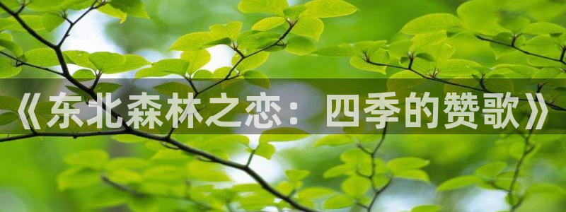 天顺娱乐仔33300j：《东北森林之恋：四季的赞歌》