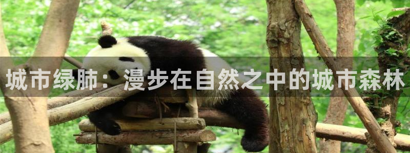 天顺娱乐与v96303:城市绿肺:漫步在自然之中的城市森林